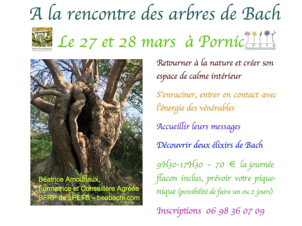 A la rencontre des arbres de Bach